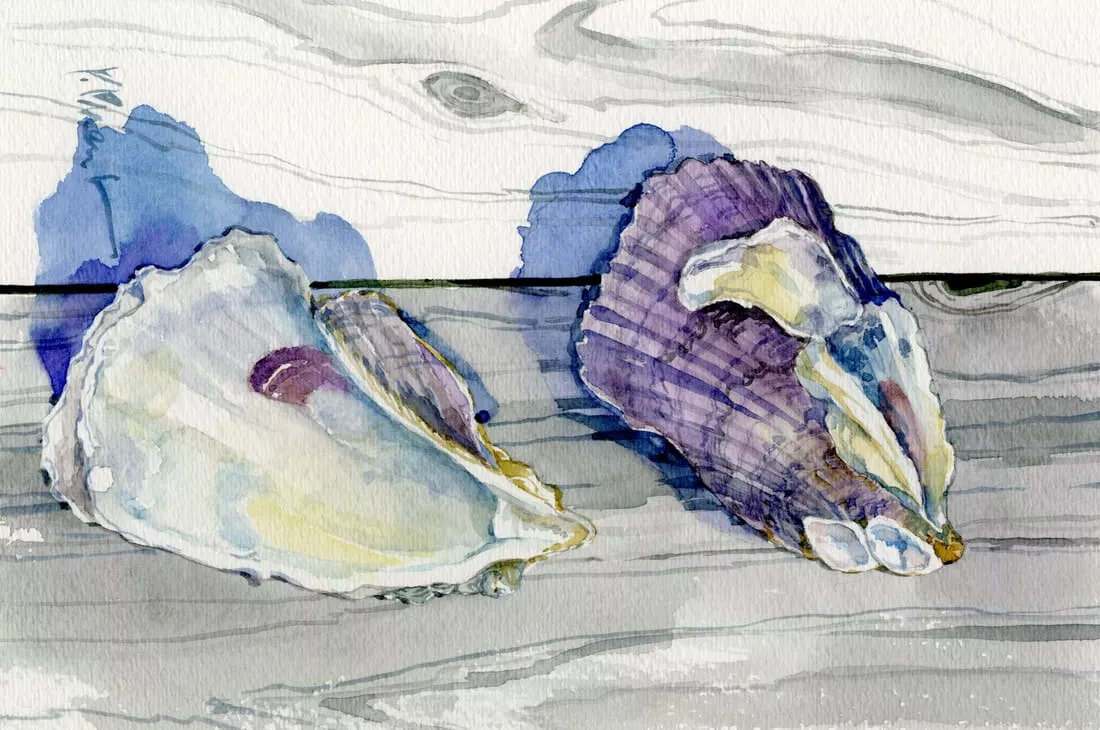 The Collection Designs – Two Shells On The Deck