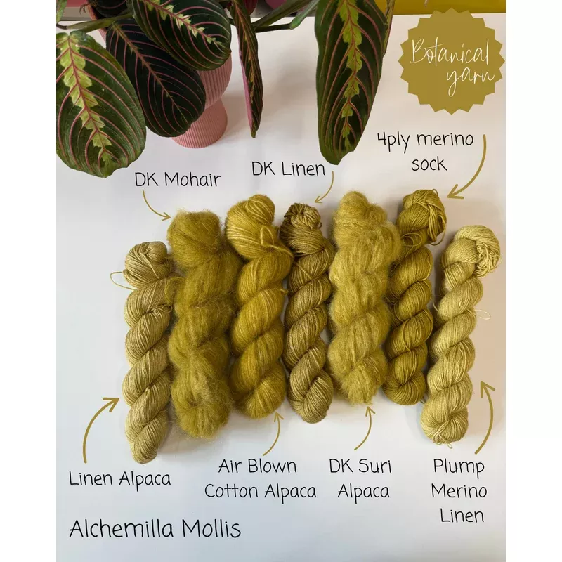 Dyed to order – Alchemilla Mollis