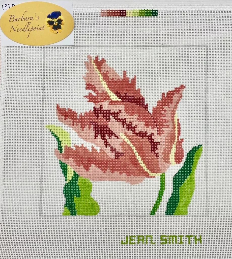 Jean Smith Coral Parrot Tulip
