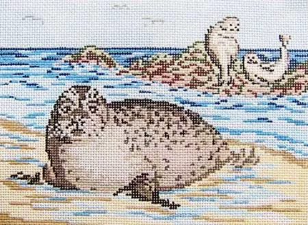 Needle Crossings – Seals at Beach