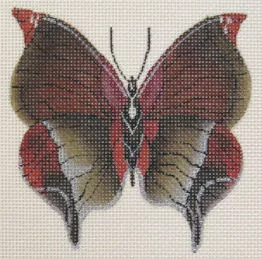 Sharon G. – Butterfly Anaea Marthesia