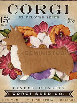 Tango & Chocolate – Corgi Seed