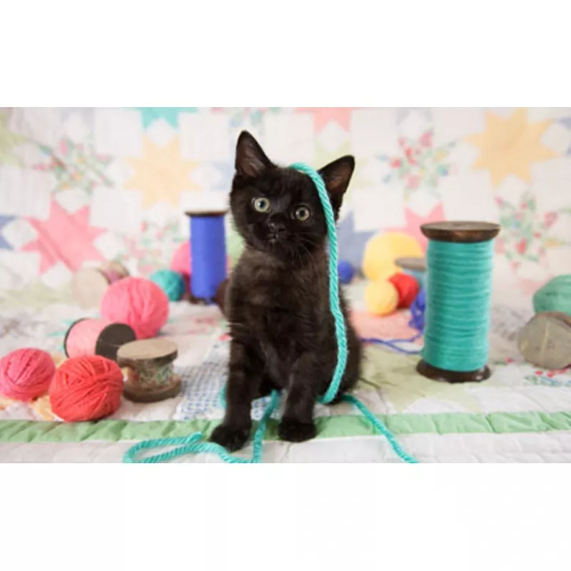 Yes, I’m Cute Jigsaw Puzzle