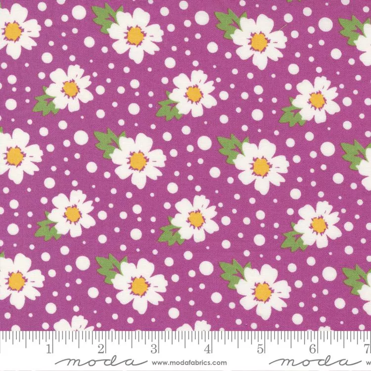 Zinnia Cyclamen 24131 12 Moda #1